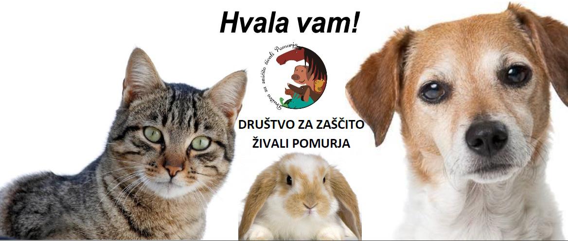 Društvo za zaščito živali Pomurja - akcija kastracija in sterilizacija