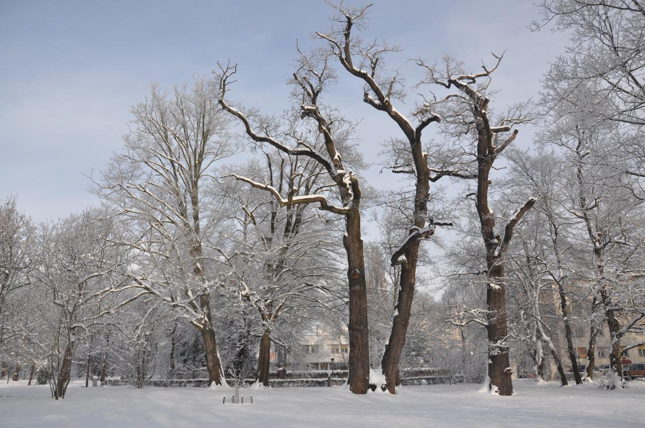 Park pozimi