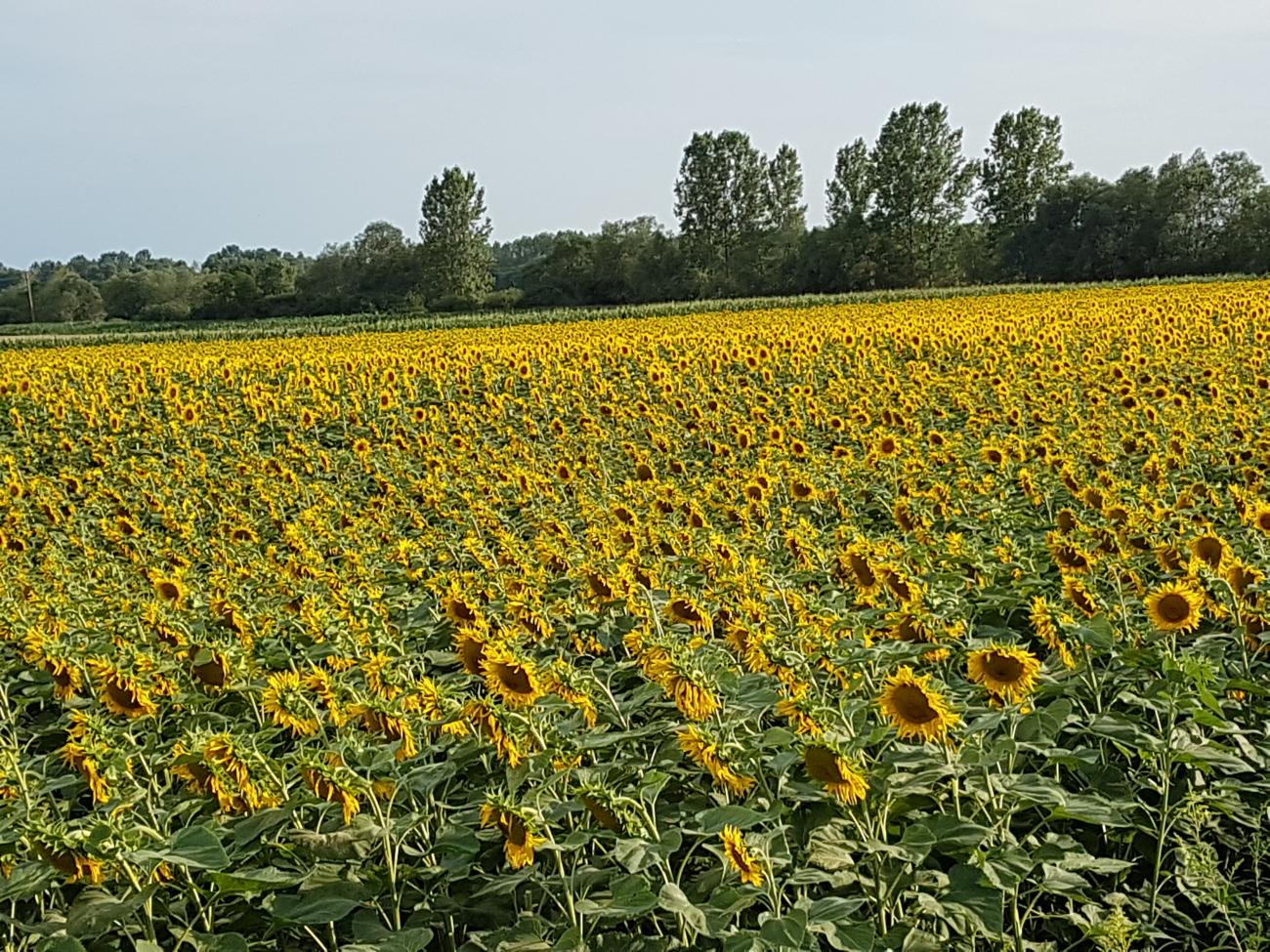 Svetovni dan čebel