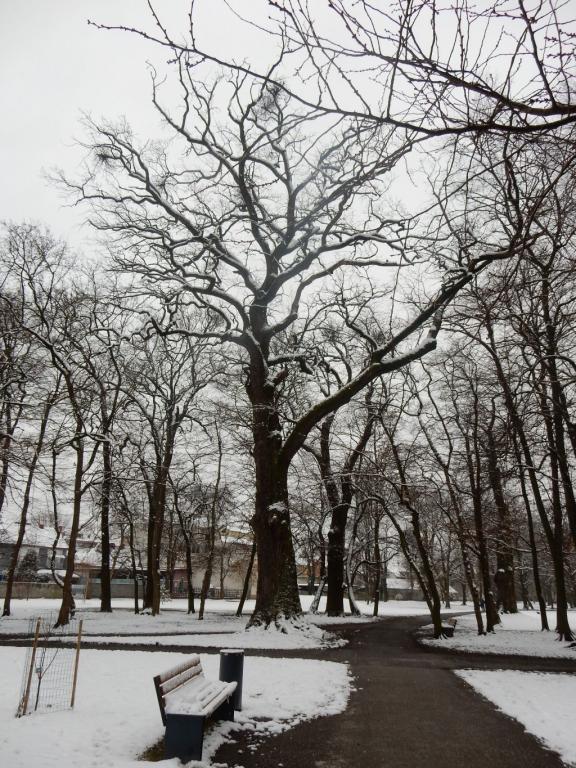 Hrast pri cvetličarni park_pom