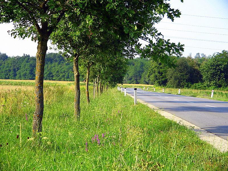 Zelena obcina 2011