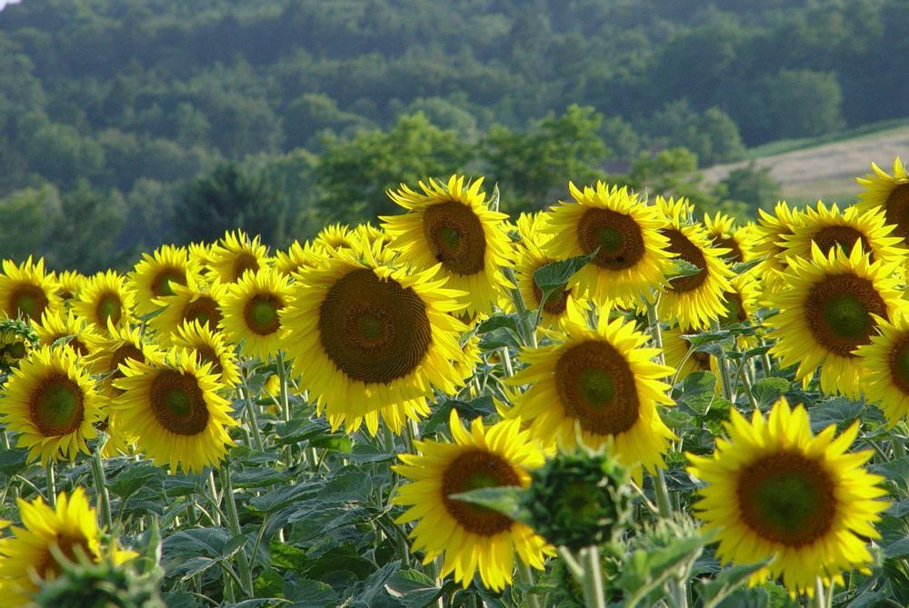 sončnice_Joze Bratus
